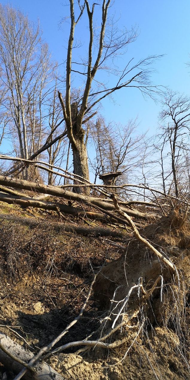 Ruppertiweg - Auch dem Kürnbergerwald geht es im Moment nicht gut!