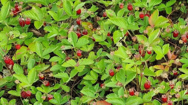 Walderdbeerplantage