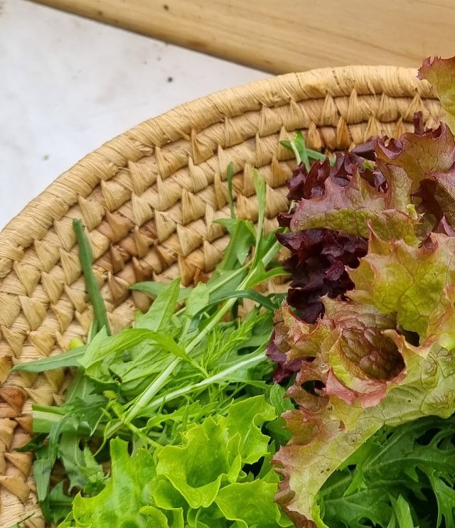 Frisch aus dem Gartl schmeckt der Salat am knackigsten!