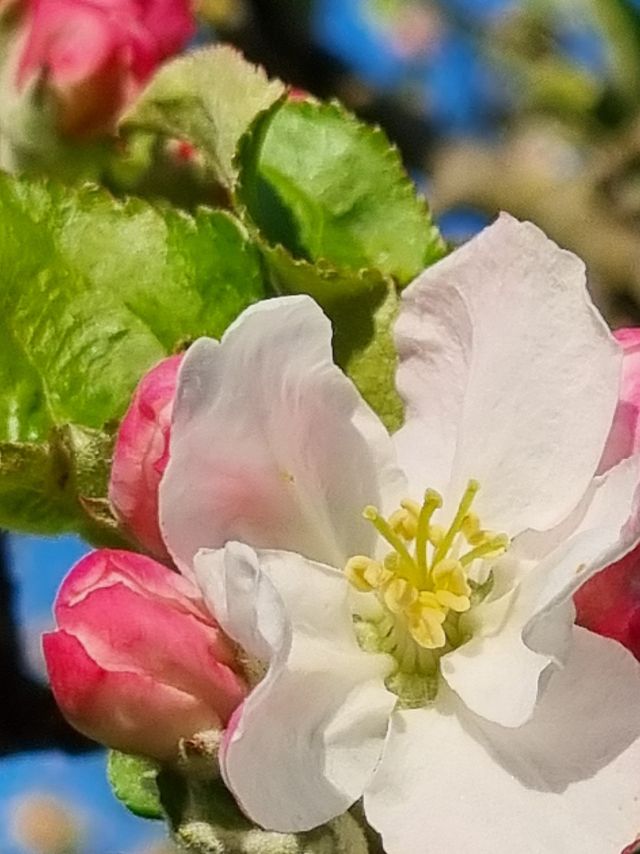 Apfelblüte braucht jetzt schönes Wetter ohne Morgenfröste.
