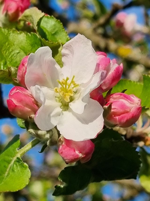 Apfelblüte braucht jetzt schönes Wetter ohne Morgenfröste.